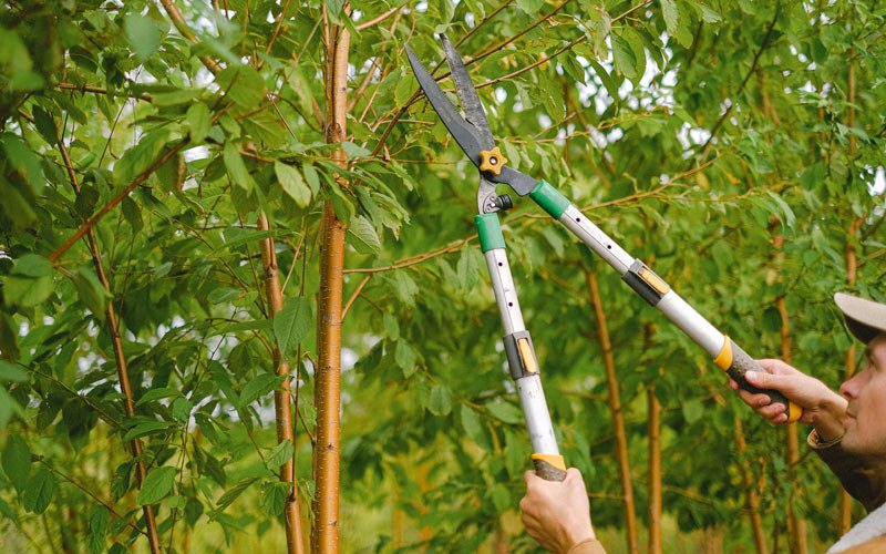 Tree trimming in Argyle, IA